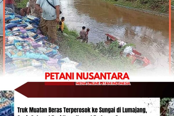 Truk Muatan Beras Terperosok ke Sungai di Lumajang, Sopir Selamat Tapi Uang Hanyut Terbawa Arus