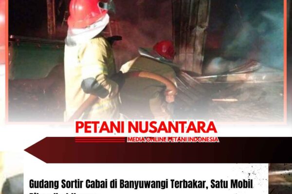 Gudang Sortir Cabai di Banyuwangi Terbakar, Satu Mobil Pikap Ikut Hangus
