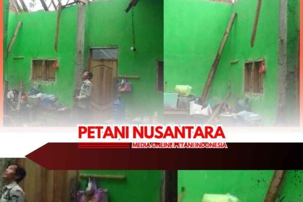Cuaca Buruk di Jember, Tiga Rumah Warga Ambruk dalam Sehari
