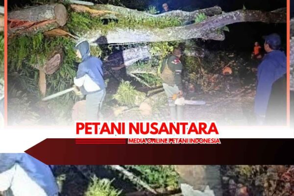 Angin Kencang Terjang Sumberbrantas Kota Batu Sebabkan Pohon Tumbang, Lalu Lintas sempat Terganggu