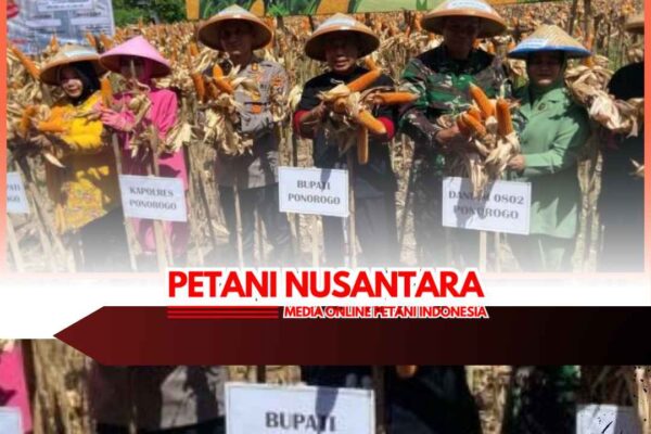 Bulog Ponorogo Siap Serap Jagung Tanam Polisi dan Pemkab, Dukung Swasembada Pangan